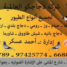 احمد عسكر ملك الطيور