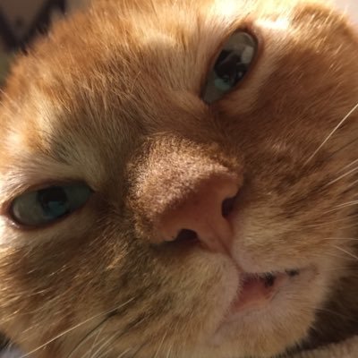 maminonahamami's profile picture. まじょーる。慢性蕁麻疹のまみ、略して卍のまみ。主に糖質制限をしています。令和元年5月21日親知らずを抜く。『suisui bazaar』(すいすいばざーる)@suisui_bazaarは休止中 🔮拙いタロット占いするよ🤲 クリームソーダ作ります😎茶太郎🐶坊🐶にゃんす🐈