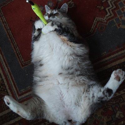 Disabled anticapitalist, he/him, profile pic is my cat and she likes tummy rubs