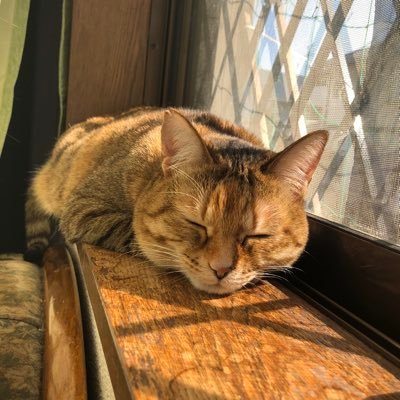 ３年ほど前に家の玄関にて保護。先住猫が２猫（姉妹）がいました。ゴマにいじめられるようになってしまいました。色々と手は尽くしましたが…結局、隔離しています。（僕の部屋）そんなこんなで３年ほど経過しました。