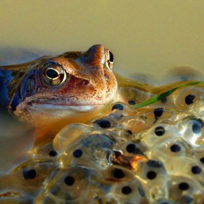 Just your average pond dwelling frog. Ribit.