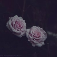 mahdi al shorafa (@alshorafamahdi) Twitter profile photo