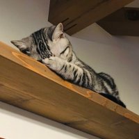 茅ヶ崎サリーちゃん🐾 (@chigasakisarry) 's Twitter Profile Photo 茅ヶ崎サリーちゃん🐾 (@chigasakisarry) 's Twitter Profile Photo