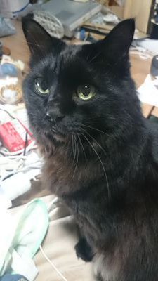 黒猫大和さんのプロフィール画像