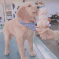 🐶. (@bitterpxachy) 's Twitter Profile