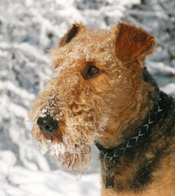Daphne my rescue Airedale. A student of life, making a difference everyday...charity, recycle, animal rescue, a kind word..cuz life is too short, getcha some !!