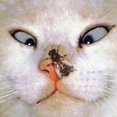 Soy un gato con una mosca en la nariz