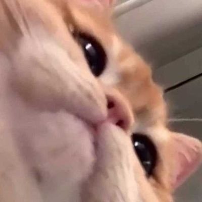 lililackrys's profile picture. 7824