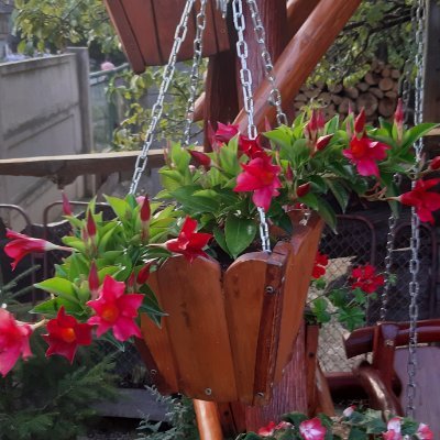 tanasescu_irina's profile picture. Ma plictisesc repede.