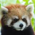 Red River Zoo (@redriverzoo) Twitter profile photo Red River Zoo (@redriverzoo) Twitter profile photo