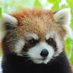 Red River Zoo (@RedRiverZoo) Twitter profile photo