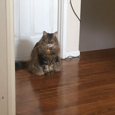 pullupsncelery's profile picture. the ultimate cat fitspo account. phillip is a gentleman of perfect manners and great renown. celandine is a little street floozy. celery sticks HAVE ARRIVED