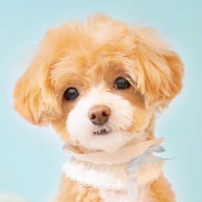 モナちゃん テディベア犬 Monaka Marupu Twitter