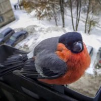 Morena de García (@morenadegarca1) 's Twitter Profile