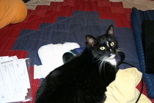 ZizouandMilou's profile picture. Two cats surviving in a house with a Westie. We were here first, by the way. Cats rule, dogs drool