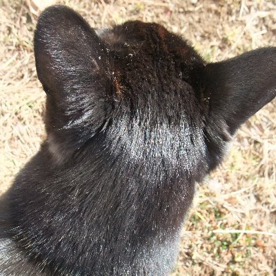 norasuke0428's profile picture. 山奥でのらりくらり野菜を育てるTVドラマ鑑賞が趣味の、最近は日本人に絶望している婆さんです。元黒猫・現地域猫とばってら姉妹3匹のばあや。畑や田舎暮らしの様子、猫、逃げ恥周辺について呟いてましたが、安保法「案」だった時から始めてほぼ政権・自民党・維新、御用マスコミ、御用有名人批判のRTばかりです。呟きは青い蝶々方面で。