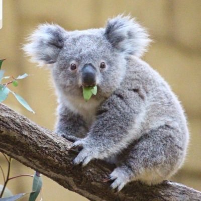 コアラに夢中🐨🌿✨
韓国好き🇰🇷♥️