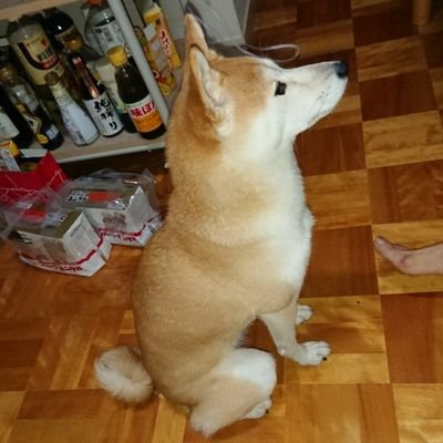 ライオンズのファンで柴犬のさくらの飼い主です