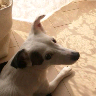 夫婦揃ってゴルフ好き♪アイコンはジャックラッセルテリアのミルクです！