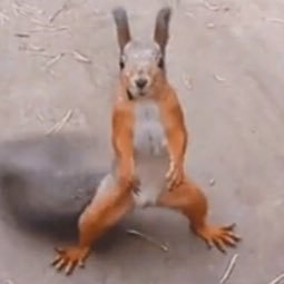 Urocyons's profile picture. Don’t think too hard