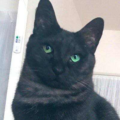 #猫 #猫好きさんと繋がりたい #猫動画 #猫のいる暮らし #猫好きさんと繋がりたい #チワワ #スムチー #Chihuahua #犬好きさんと繋がりたい #犬好きな人と繋がりたい #Dog #いぬ #いぬのきもち #犬 #チワワ #可愛いと思ったらRT #かわいいと思ったらRT #ペット動画 #鳥
