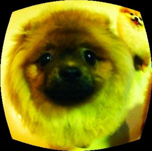 ll_rOse_ll's profile picture. 