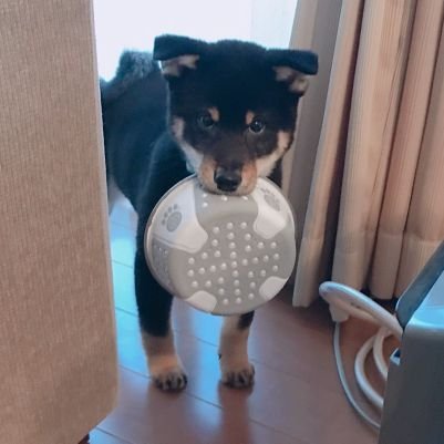 shinnosukeshiro's profile picture. 歴史好きの土木現場監督で、転勤族でした。愛読書「歴史群像」。城郭検定1級·2連覇、城好No1:2位、将棋三段、囲碁初段、
次の目標は何にしようか🤔　桑名藩、今一番熱いのは囲碁です。