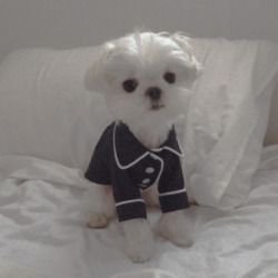 morillux's profile picture. ❛    try pretenting to be richie its no use.❜ 