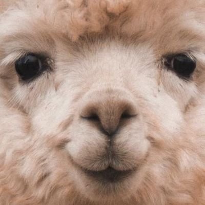 B4t4D's profile picture. 