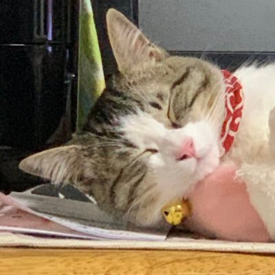 愛猫の