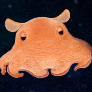 ajisai06308's profile picture. 