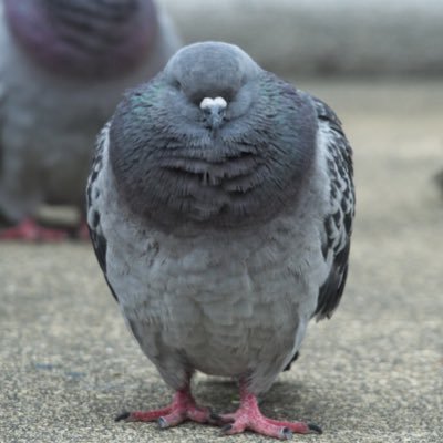 ハトさん Kdmcrmrvzpgrplz Twitter