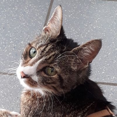 enaira0815's profile picture. Sushivernichter