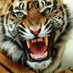 Antho (tigre91) (@tigre9161) Twitter profile photo Antho (tigre91) (@tigre9161) Twitter profile photo