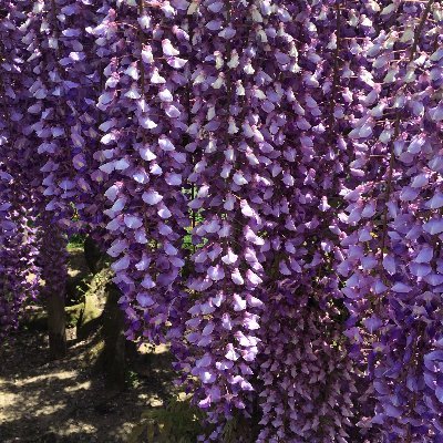 mas288340's profile picture. いつまでも若々しく美容と健康に気を付けましょう！