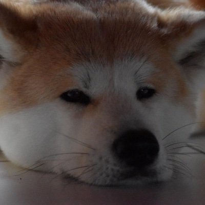 Maman d’un adolescent Aime les animaux particulièrement ma chienne Junsei et voudrais améliorer le monde à mon niveau.