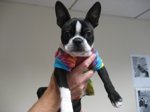 neber100's profile picture. Animal activist, proud mom of Sarah Wright, enamored grandmother to Sadie Jo Wright and proud human friend of IzzaDora, Bella and Franklin.