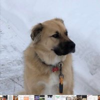 Poppyshine (@scheinshari) 's Twitter Profile