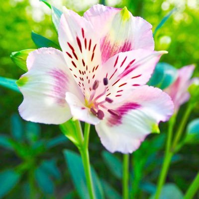 Meri 今日 満開でした 植え替え前のハウスらしいのですが咲かせっぱなしになっていて順次お手入れなのでこんなに綺麗なことになっていました 出荷時期のハウスは収穫後ほぼツボミなので新鮮でした お花畑です 花いっぱい Meri 今日 満開でした 植え替え前のハウスらしいのですが咲かせっぱなしになっていて順次お手入れなのでこんなに綺麗なことになっていました 出荷時期のハウスは収穫後ほぼツボミなので新鮮でした お花畑です 花いっぱい