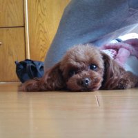 ほっこりん (@dtzwanav6sdkxrk) 's Twitter Profile