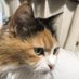 u-ko もも猫(RNもも猫) (@uko74898971) Twitter profile photo u-ko もも猫(RNもも猫) (@uko74898971) Twitter profile photo