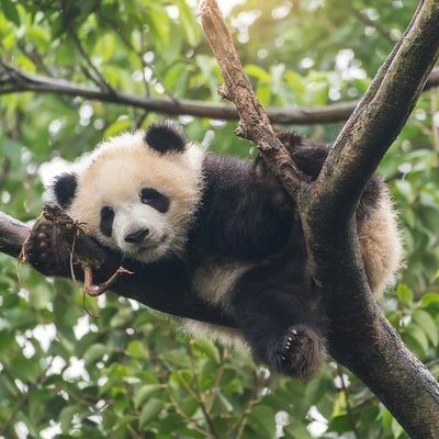 bienvenue dans l'esprit d'un panda délurée
