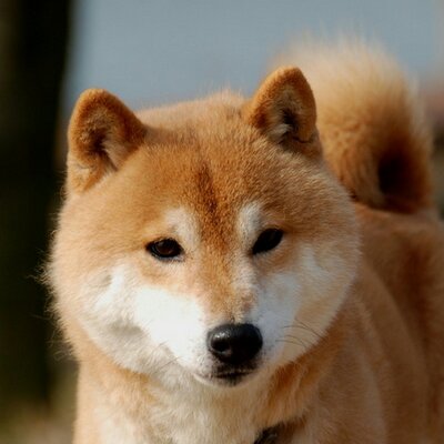 Small Siba 名鉄中部国際空港セントレア駅で遅延により列車取り消し 駅員にたずねると吉川 帽子赤線で助役 は わからん 普段の言葉使い 隣の平澤 青線だが駅長補佐と主張している は無視して後ずさりして行く 逃げるなよ 片田舎に駅へ左遷