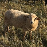 Das Wahre, Schöne, Gute (@schonegute) Twitter profile photo