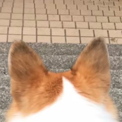 ワンパチ求めて三千里さんのプロフィール画像