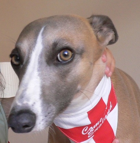 I am the proud mum of a little whippet boy, George. He is sweet and always in search of big adventures. Follow him on: http://t.co/tzieSpApcg