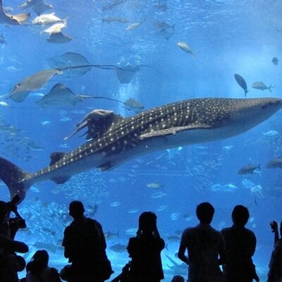 shuttle_hnd's profile image