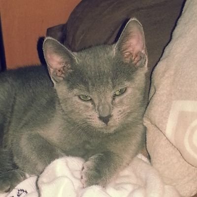 MLapi13's profile picture. 