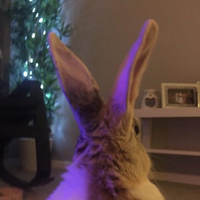 I'm Socks! I'm a sassy 3 year old house bun 🐇 I adore basil 🌿 cwtches 🤗 kisses 💋 and butt scratches!🐰