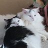 ceceandpearl1's profile picture. Two inseparable kittie sisters, and our two bratty little brothers. We had a rough start in life...making up for it now. Follow us (we follow back)